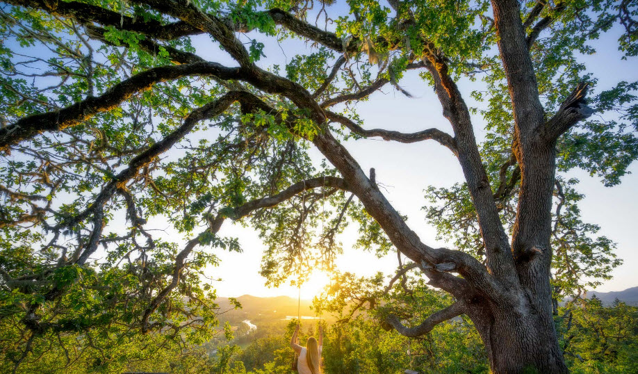 Mount Pisgah Arboretum, United States